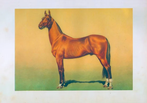Akhal 着くまで種牡馬の馬を描く — ストック写真