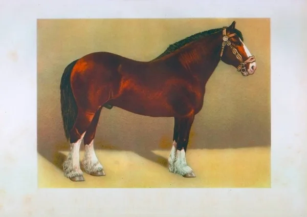 Draw vldimirs stallion — Stock Photo, Image