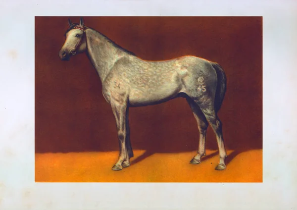 Малювати коня tersks жеребець — стокове фото