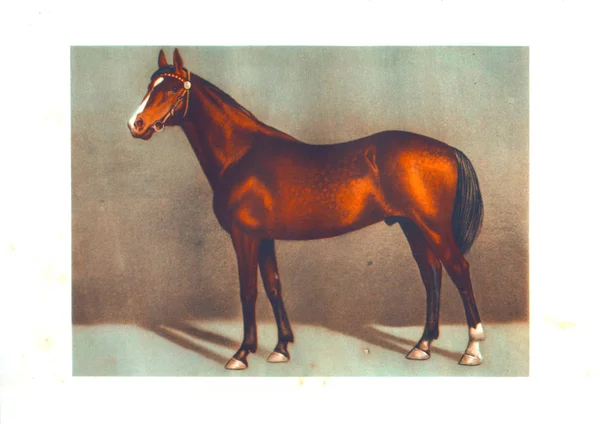 Намалюйте thoroughbreds жеребець коней — стокове фото