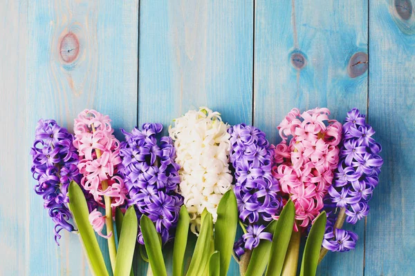 Borda de flores de hyacinthus — Fotografia de Stock