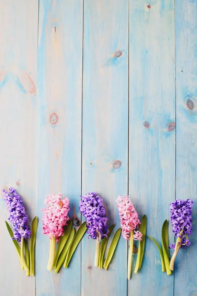 Border of hyacinthus flowers — Stock Photo, Image