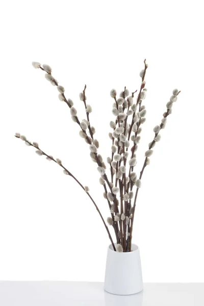 Fluffy catkins on white — Stock Photo, Image