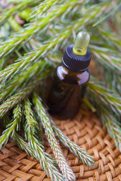 Oil made of pine — Stock Photo, Image
