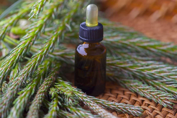 Oil made of pine — Stock Photo, Image