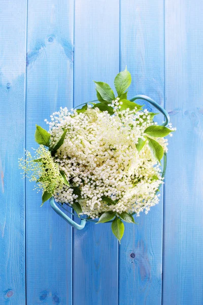 Flores brancas de sabugueiro — Fotografia de Stock