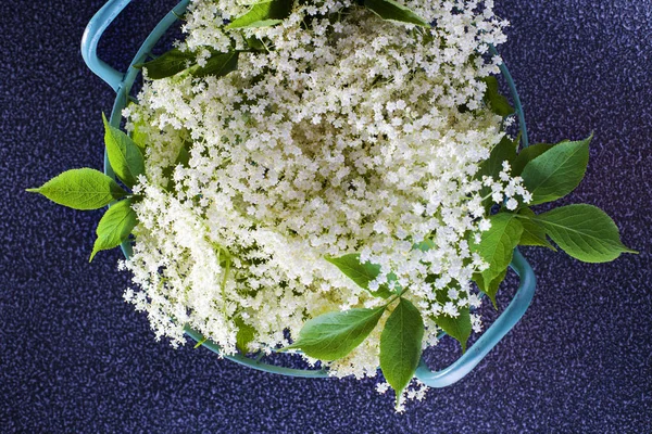 Flores brancas de sabugueiro — Fotografia de Stock