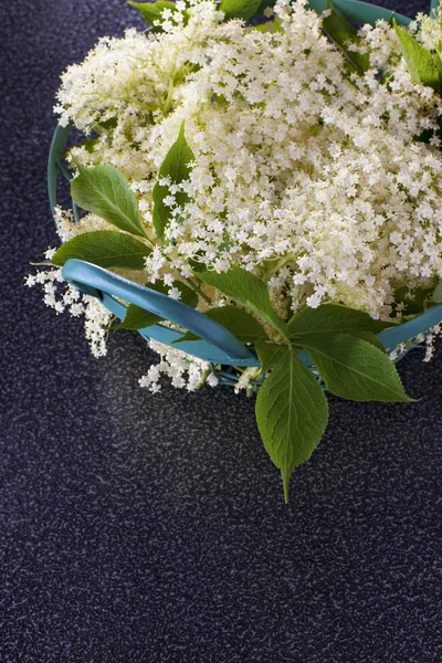 Fehér-fekete bodza virág — Stock Fotó