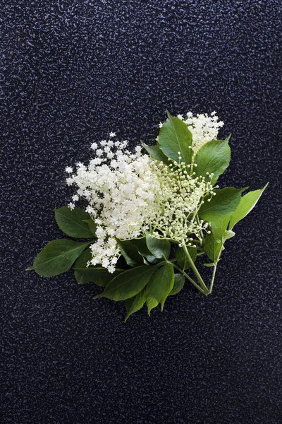 화이트 elderberry 꽃 — 스톡 사진