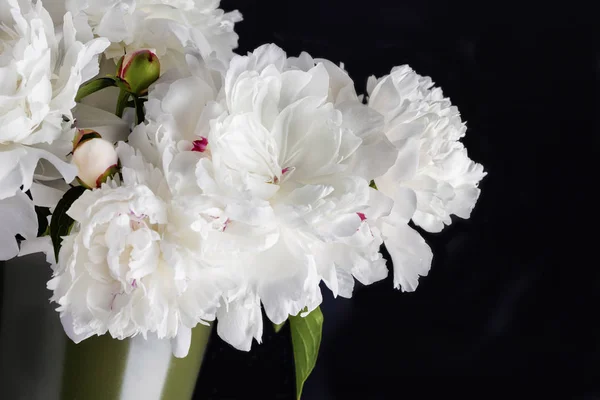 Mooie peony bloemen — Stockfoto