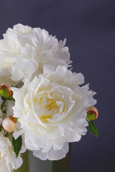 Mooie peony bloemen — Stockfoto