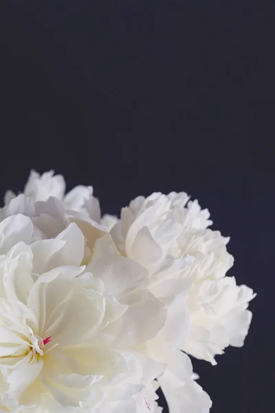 Beautiful peony flowers — Stock Photo, Image