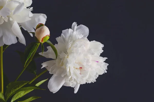 Mooie peony bloemen — Stockfoto