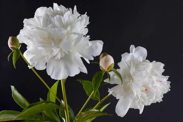 Lindas flores de peônia — Fotografia de Stock