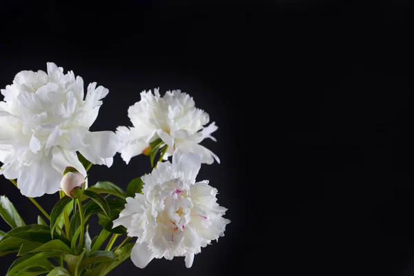 아름 다운 모란 꽃 — 스톡 사진