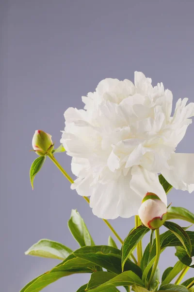 Mooie pioenroos bloem — Stockfoto