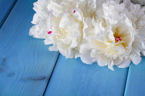 Lindas flores de peônia — Fotografia de Stock