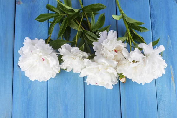 Vacker pion blommor — Stockfoto