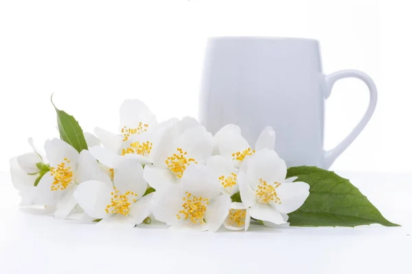 Jasmine tea on white background — Stock Photo, Image