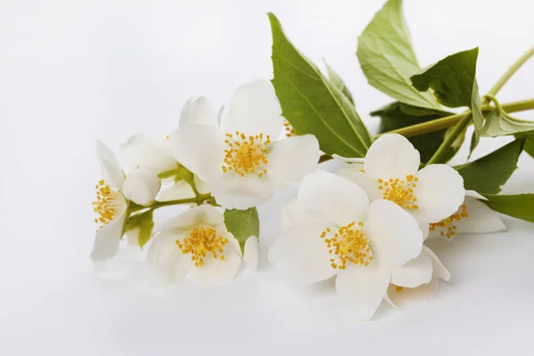 Жасминовые цветы на белом фоне — стоковое фото