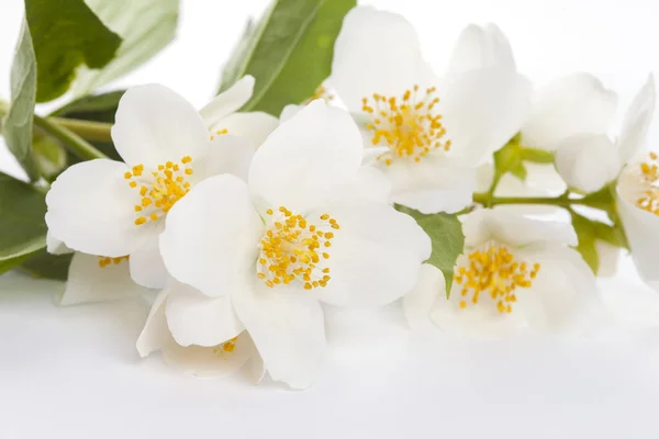 Jasmine flowers on white background — Stock Photo, Image