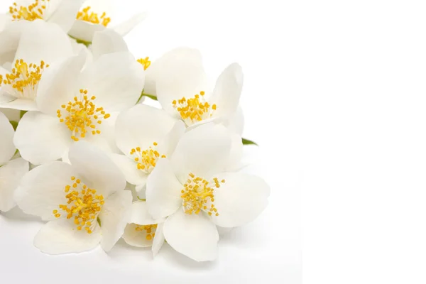 Jasmin fleurs sur fond blanc — Photo