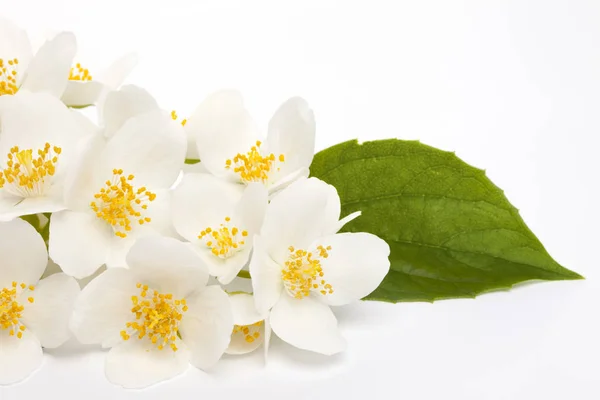 Jasmijn bloemen op witte achtergrond — Stockfoto