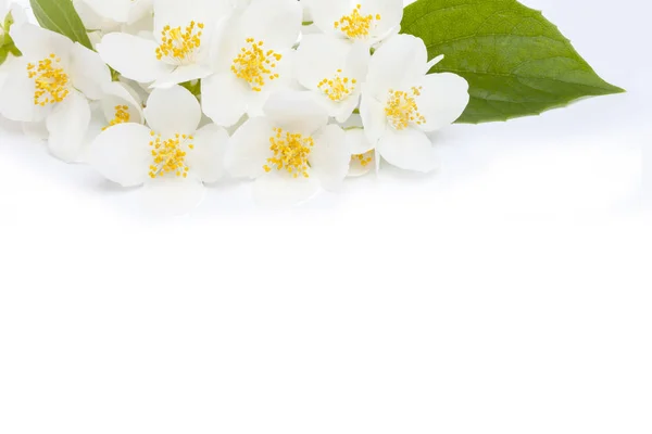 Жасминовые цветы на белом фоне — стоковое фото