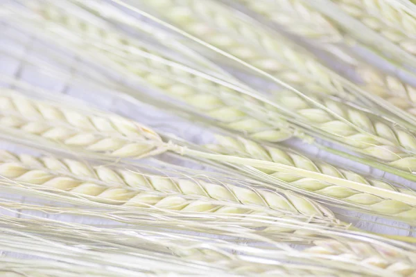 Lovely bunch of wheat — Stock Photo, Image