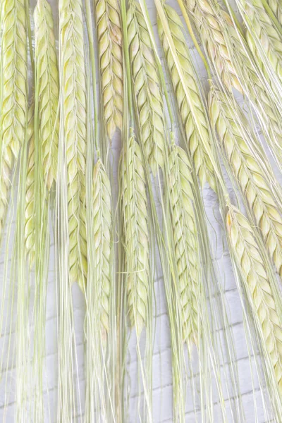 Bel mazzo di grano — Foto Stock