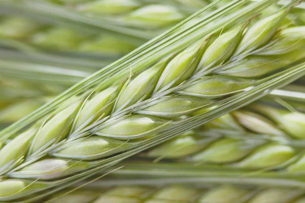 Lindo monte de trigo — Fotografia de Stock