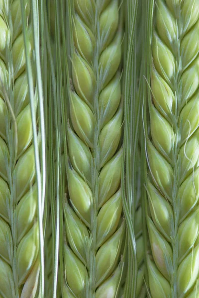 Lindo monte de trigo — Fotografia de Stock