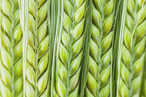 Прекрасный пучок пшеницы — стоковое фото