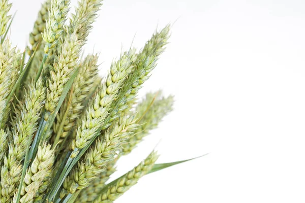 Yeşil ham buğday — Stok fotoğraf