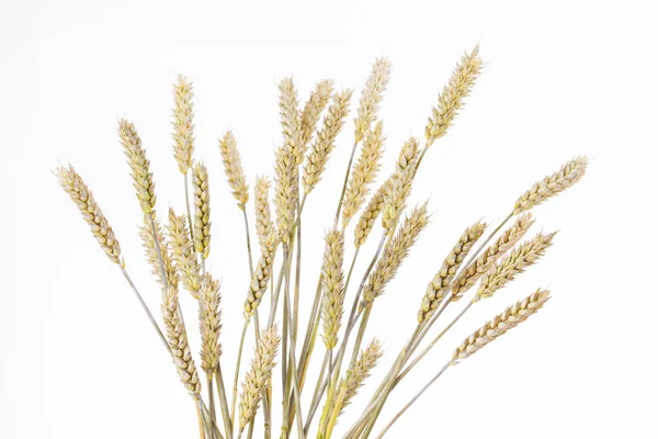 Bündel trockener Weizen — Stockfoto