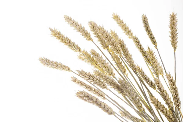 Dry yellow wheat — Stock Photo, Image