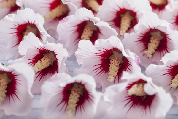 Lovely white hibiscus flowers — Stock Photo, Image