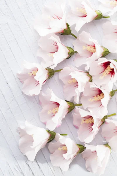 Härlig vit hibiskusblommor — Stockfoto