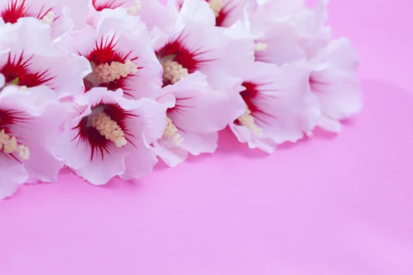 Lovely white hibiscus flowers — Stock Photo, Image