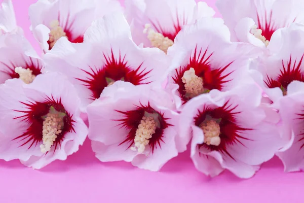 Belles fleurs blanches hibiscus — Photo