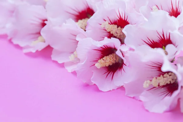 Lovely white hibiscus flowers — Stock Photo, Image