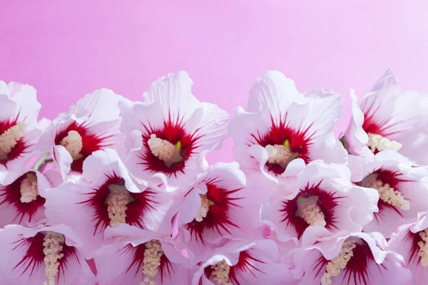 Lovely white hibiscus flowers — Stock Photo, Image