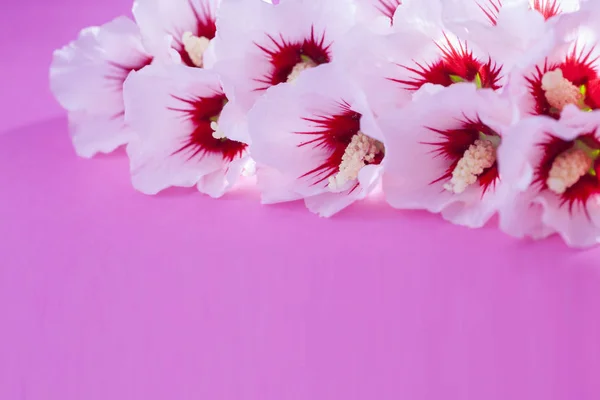 Красиві білі квіти гібіскуса — стокове фото