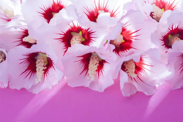 Lovely white hibiscus flowers — Stock Photo, Image