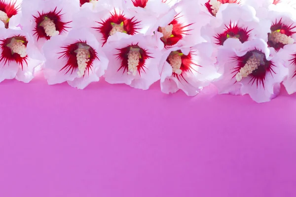 Lovely white hibiscus flowers — Stock Photo, Image