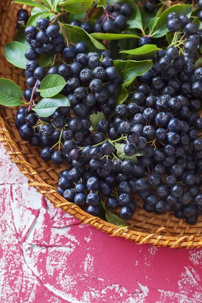 Suco de chokeberry caseiro ou licor — Fotografia de Stock