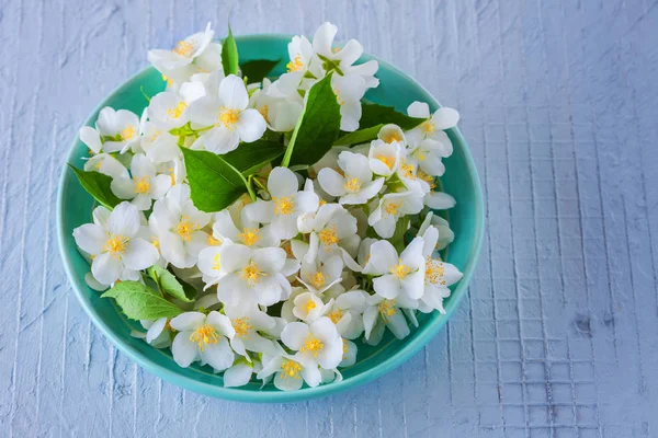 Hermosas flores de jazmín —  Fotos de Stock