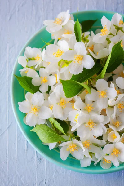 Hermosas flores de jazmín —  Fotos de Stock