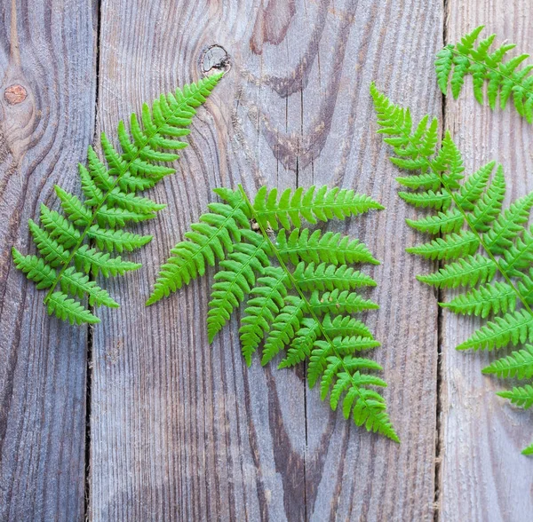 Foglie di felce verde — Foto Stock