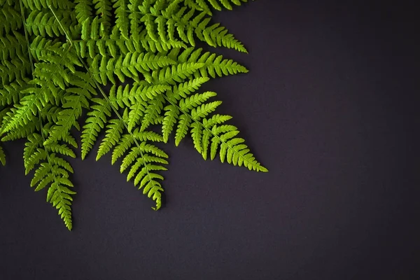 Feuilles de fougère verte — Photo